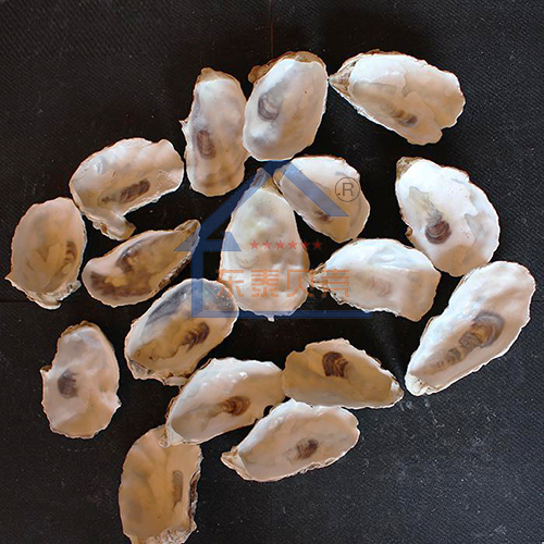 广西牡蛎壳